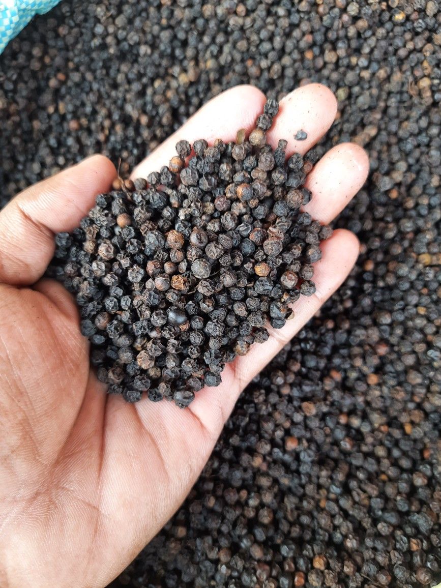 Pepper Seed