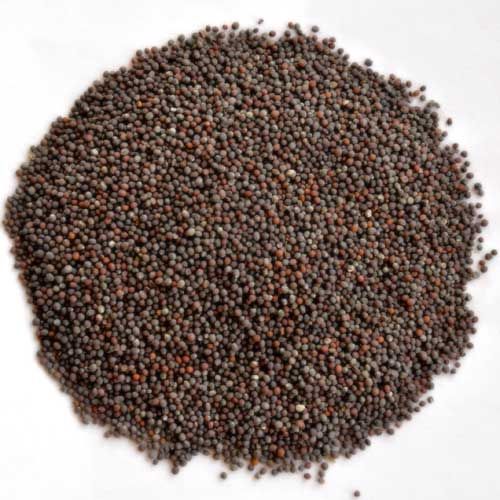 Mustard Seed